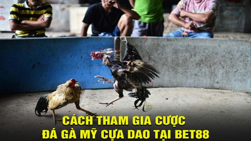 Cách tham gia cược đá gà mỹ cựa dao tại bet88