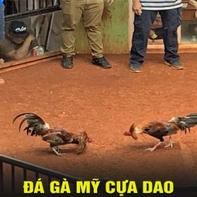 Đá gà mỹ cựa dao