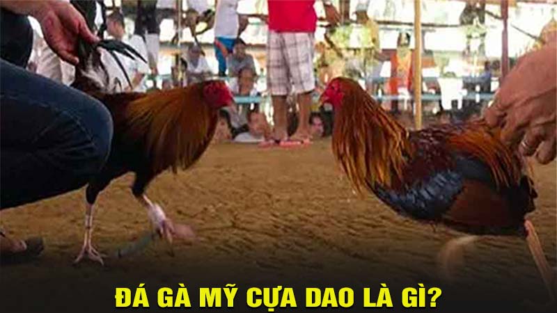 Đá gà mỹ cựa dao là gì?