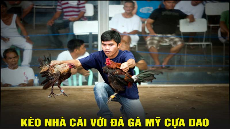 Kèo nhà cái với đá gà mỹ cựa dao