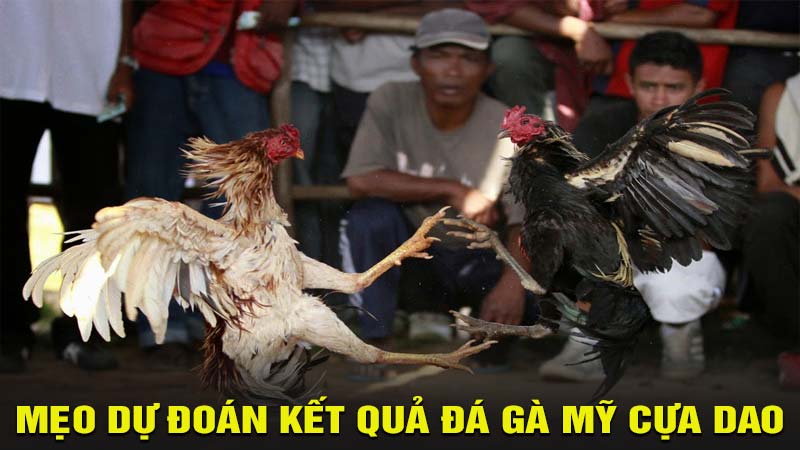 Mẹo dự đoán kết quả đá gà mỹ cựa dao