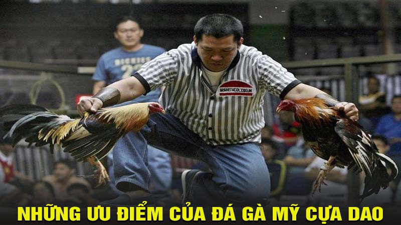 Đá gà mỹ cựa dao có những ưu điểm gì?