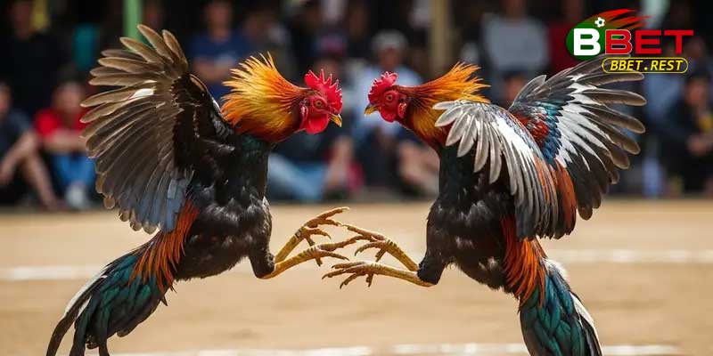 Đa Dạng Kèo Cược Và Lựa Chọn