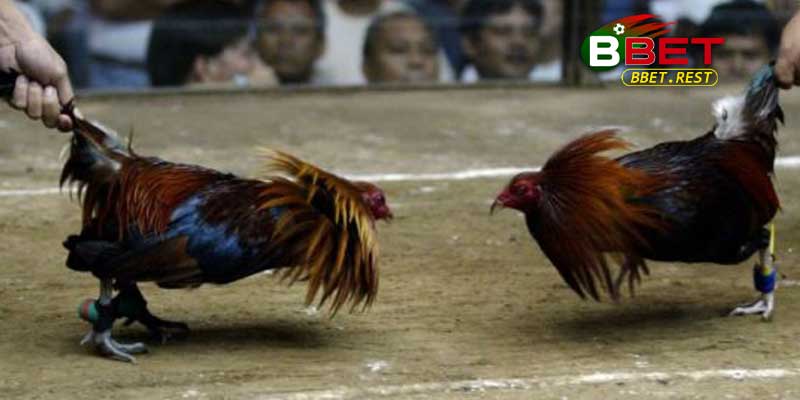 Lợi Ích Khi Tham Gia Đá Gà Cựa Dao Tại BBET